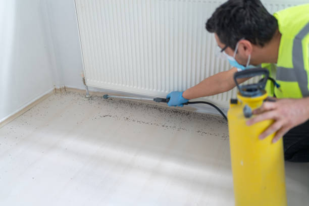 Flea Control Services in Stow, OH